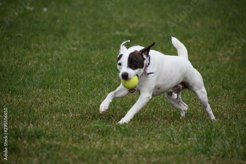 Jack Russell Dog playing Fetch © Josie Photography