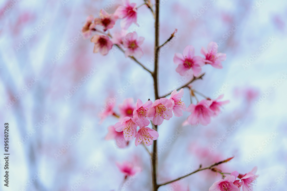 The wild himalayan cherry blossom in Thailand The wild himalayan cherry blossom in Thailand