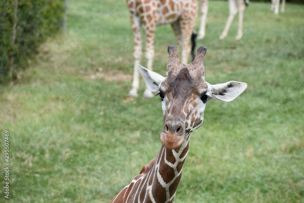 Fototapeta premium Giraffe