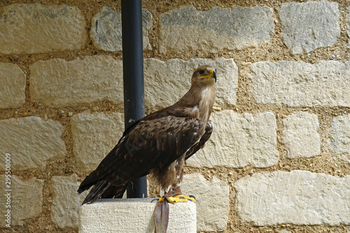 Tableau sur toile Aigle ravisseur