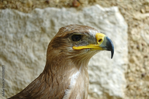 Tableau sur toile Aigle ravisseur