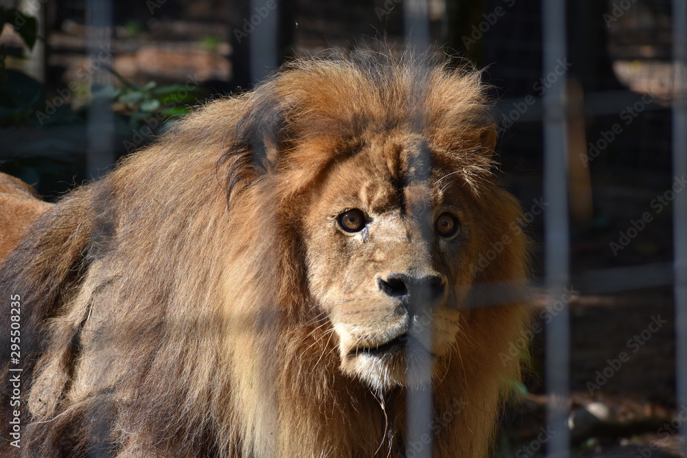 Lion in Wildlife Sanctuary