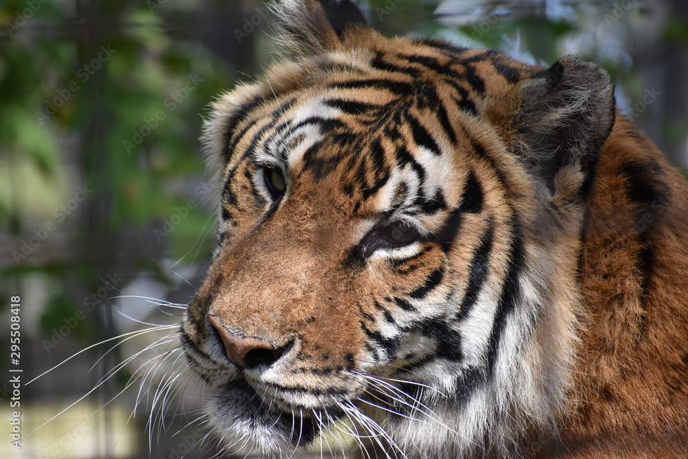 Fototapeta premium Tiger