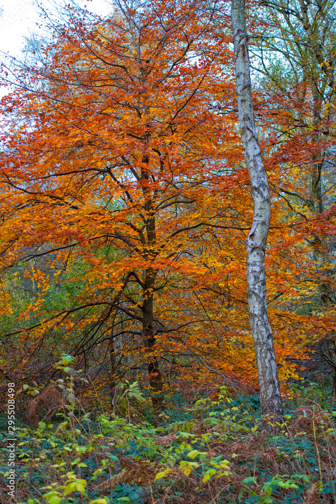 Clumber Park autumn trees. Autumnal colours - tree in woodland. Background nature forest scene. Clumber Park autumn trees. Autumnal colours - tree in woodland. Background nature forest scene.