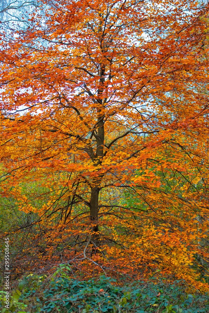Clumber Park autumn trees. Autumnal colours - tree in woodland. Background nature forest scene. Clumber Park autumn trees. Autumnal colours - tree in woodland. Background nature forest scene.
