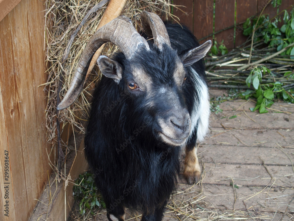 Domestic goat stands in the barn and looks forward Domestic goat stands in the barn and looks forward