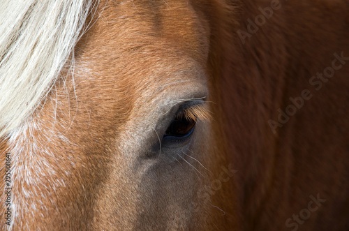 Close-up of a Beautiful Friendly Chestnut Horse