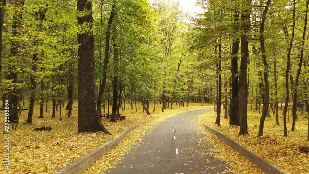Asphalt road in autumn forest, slow, smooth drone flight. Asphalt road in autumn forest, slow, smooth drone flight. Yellow leaves lick either side of the road. Asphalt road in autumn forest, slow, smooth drone flight. Asphalt road in autumn forest, slow, smooth drone flight. Yellow leaves lick either side of the road.