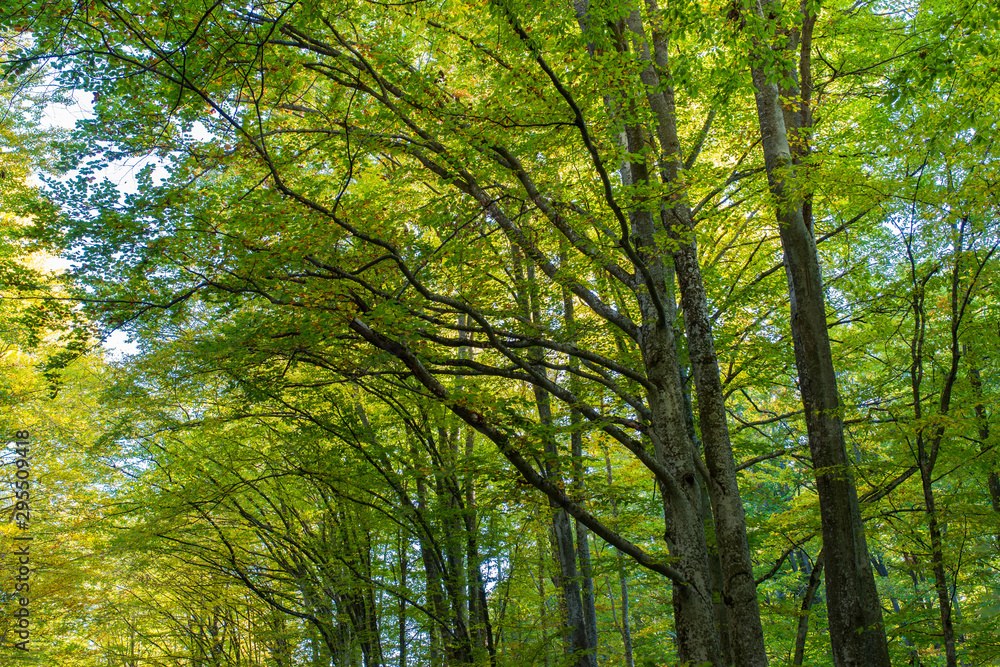 Old beech trees in row in the deciduous woods at autumn in Transylvania, Romania. Old beech trees in row in the deciduous woods at autumn in Transylvania, Romania.