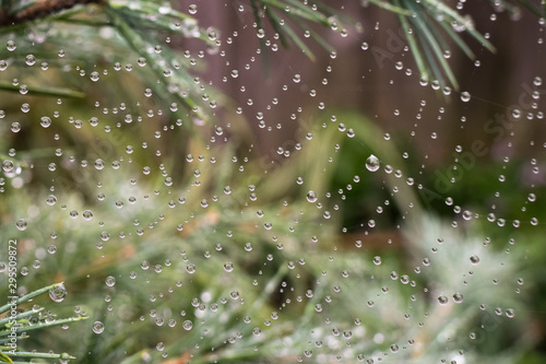 Wallpaper Mural Water droplets on a spider web Torontodigital.ca