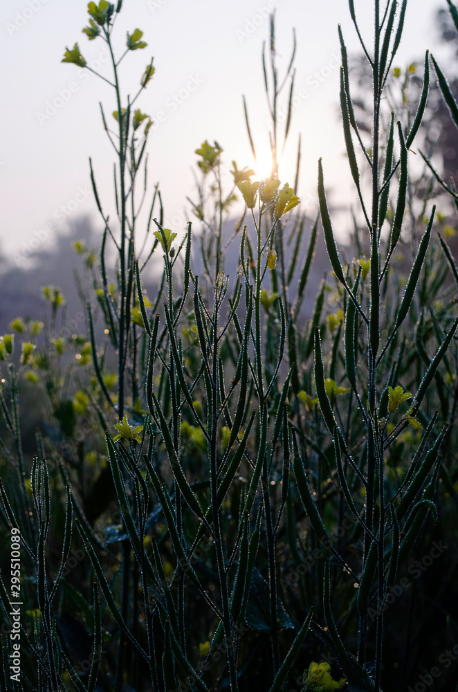 Fototapeta premium field of yellow flowers