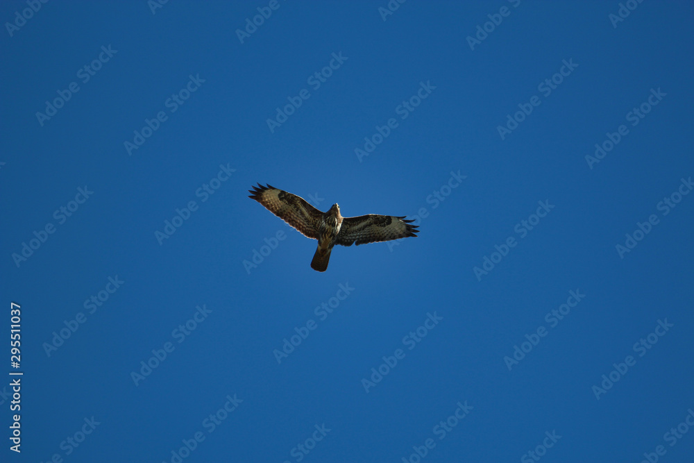 Ein Greifvogel fliegt vor blauem Himmel, Bussard Mäusebussard buteo buteo Ein Greifvogel fliegt vor blauem Himmel, Bussard Mäusebussard buteo buteo