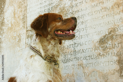 dog in the ancient place