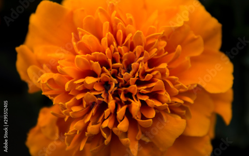 Orange flower macro © Jack