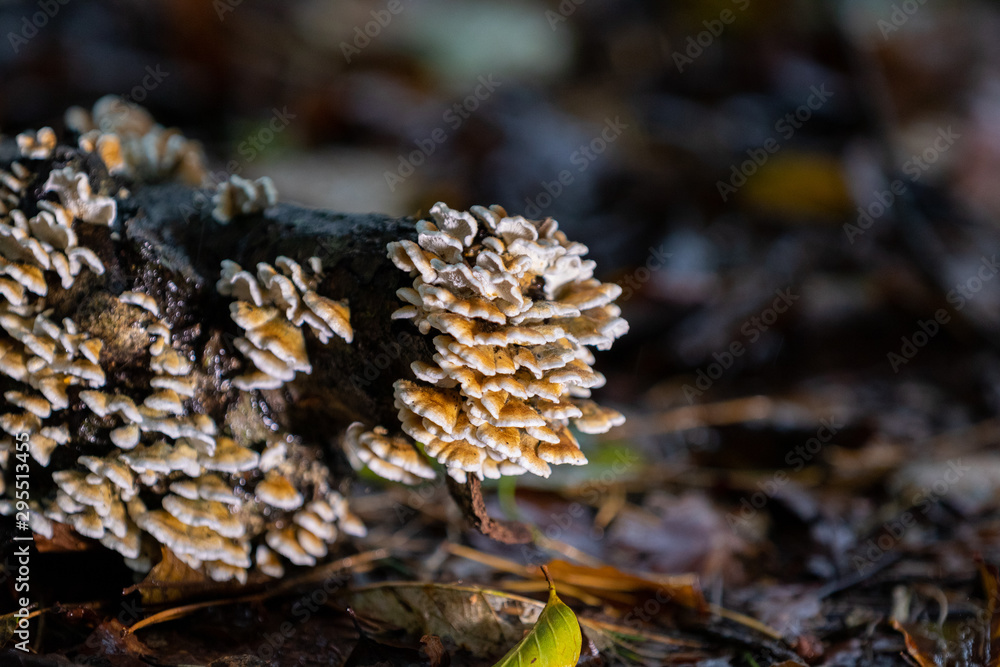 Mushrooms growing on wood in forest Mushrooms growing on wood in forest