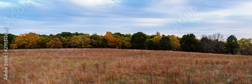 Fall Tree Line