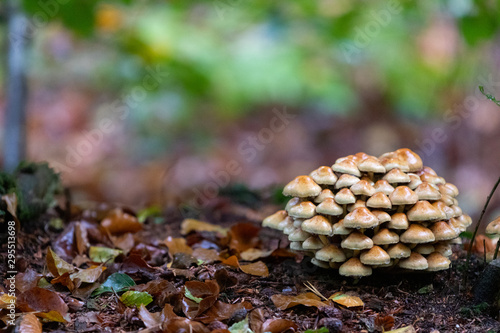 Mushrooms growing on wood in forest