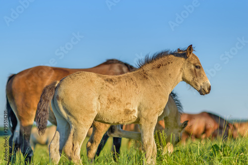 Horses graze in the meadow on a summer day. © shymar27