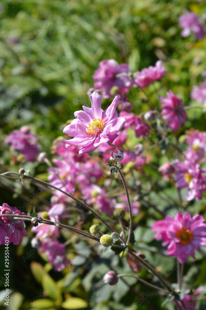 Japanese anemone Koenigin Charlotte flowers in garden Japanese anemone Koenigin Charlotte flowers in garden