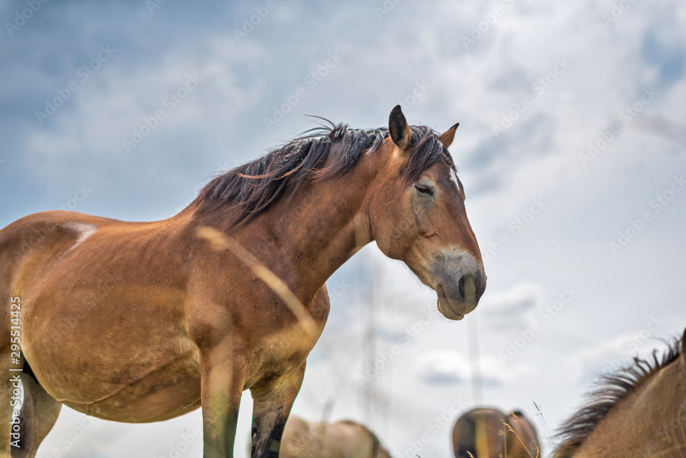 Horses graze in the meadow on a summer day. Horses graze in the meadow on a summer day.