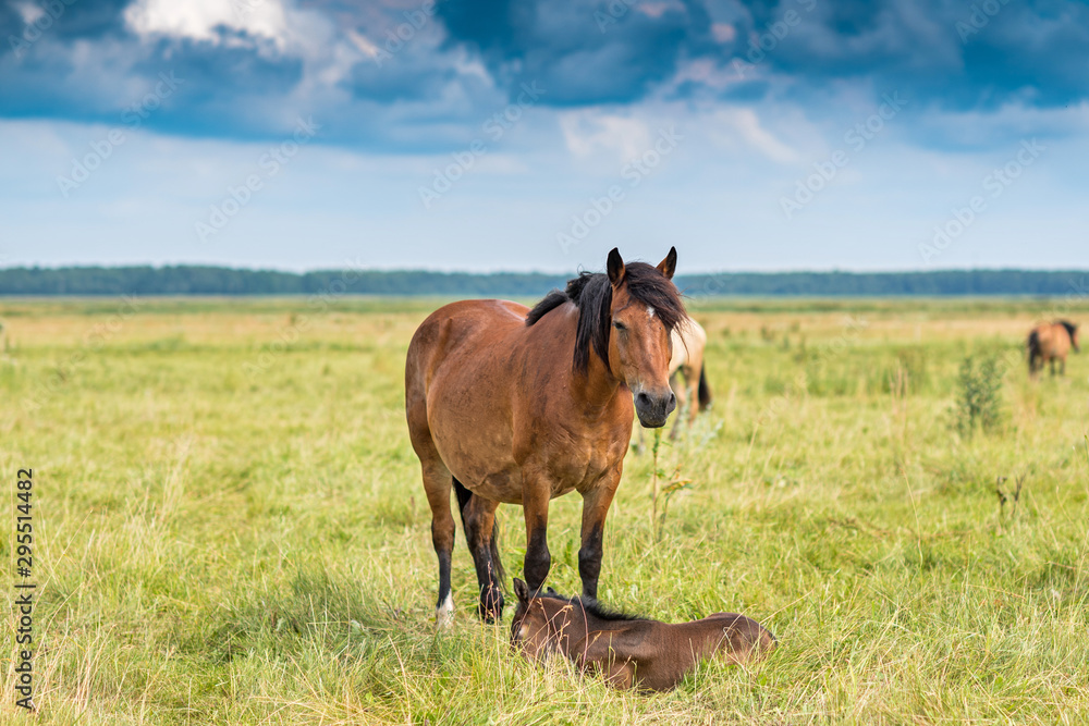 Horses graze in the meadow on a summer day.