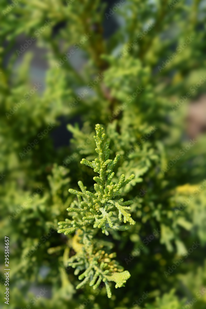 Hinoki cypress Draht Hinoki cypress Draht