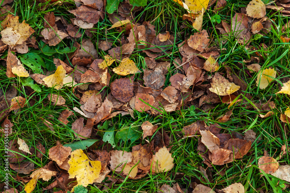 Autumn yellow and orange dry leaves of birch and trees on green grass on an autumn warm day. Freshness, nature, naturalness background and wallpaper. Autumn yellow and orange dry leaves of birch and trees on green grass on an autumn warm day. Freshness, nature, naturalness background and wallpaper.