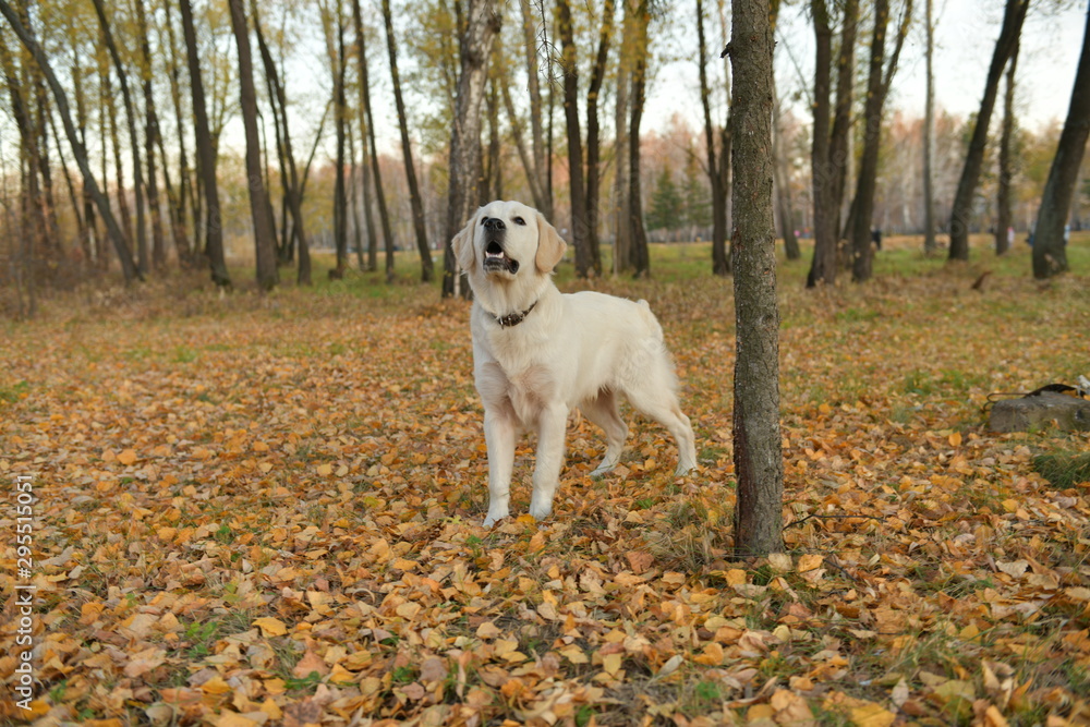 Golden Retriever in the Park, strolling through the autumn leaves