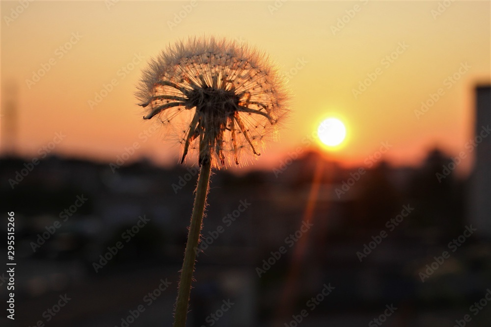 Dandelion on the sunset sky background