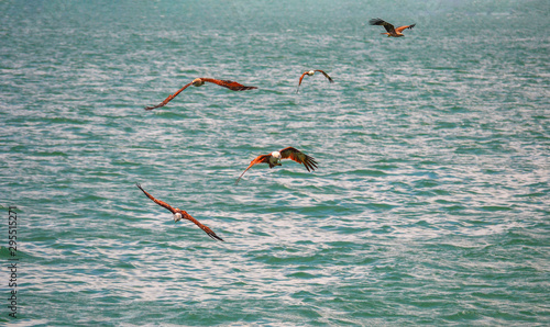 asian brown eagle flyig upon the sea level looking for prey photo