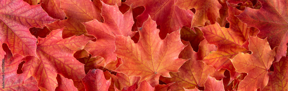 Border of orange and yellow maple leaves as a fall nature background Border of orange and yellow maple leaves as a fall nature background