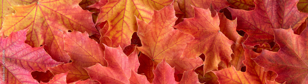 custom made wallpaper toronto digitalBorder of orange and yellow maple leaves as a fall nature background