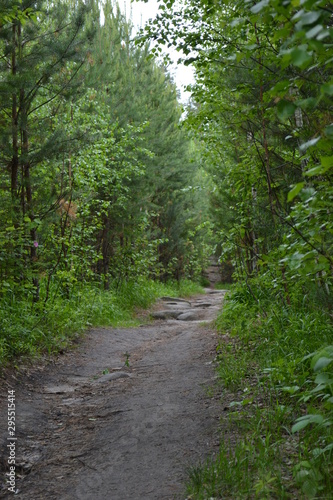 old path in the forest