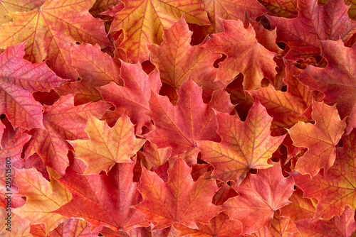 Orange and yellow maple leaves as a fall nature background