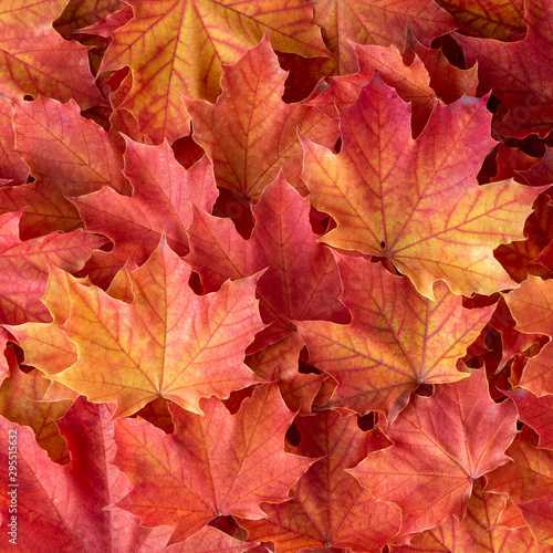 Orange and yellow maple leaves as a fall nature background