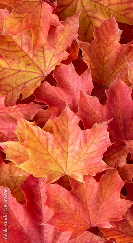 Orange and yellow maple leaves as a fall nature background