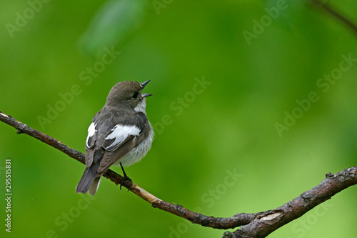 Trauerschnäpper (Ficedula hypoleuca) - European pied flycatcher photo