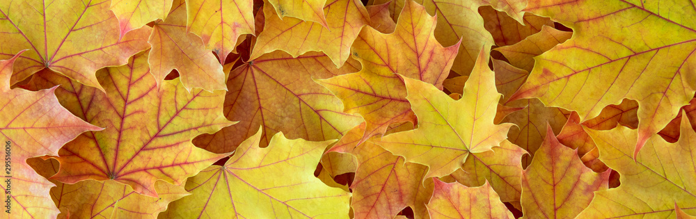 Border of yellow maple leaves with red veins as a fall nature background