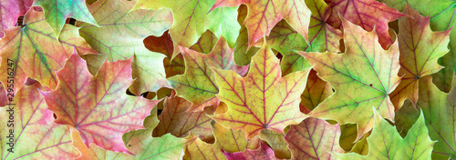Border of green, yellow, orange, and red maple leaves as a fall nature background