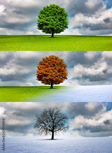 Baum im Wechsel der Jahreszeiten