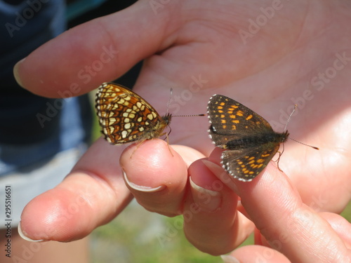 Schmetterlinge auf Hand