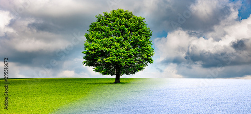 Baum im Wechsel der Jahreszeiten