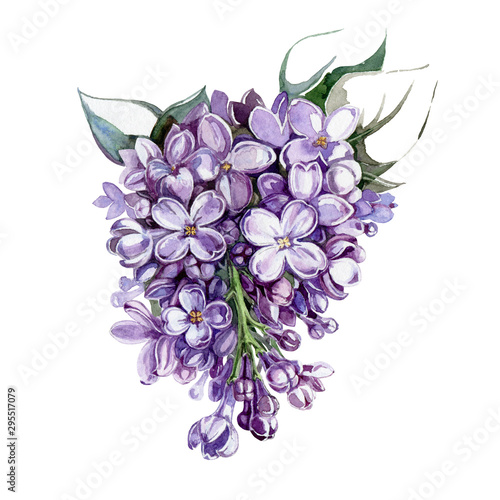 Violet lilac bunch with flowers and leaves watercolor illustration. Hand drawn purple syringa tender flowers in a full bloom with buds. Isolated on white background. photo