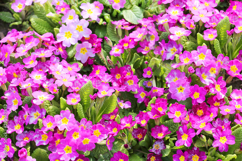 Fancy a greater amount of early evening primrose flowers and the announcement of the arrival of spring. Fancy a greater amount of early evening primrose flowers and the announcement of the arrival of spring.
