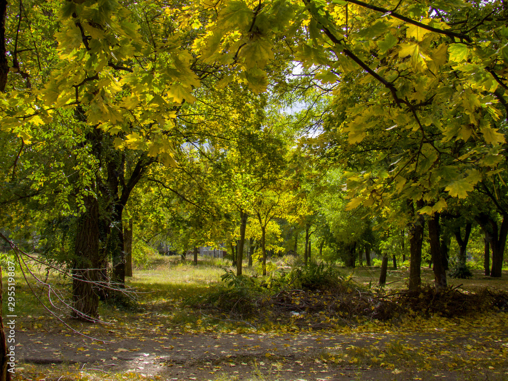 Fototapeta premium autumn in the park