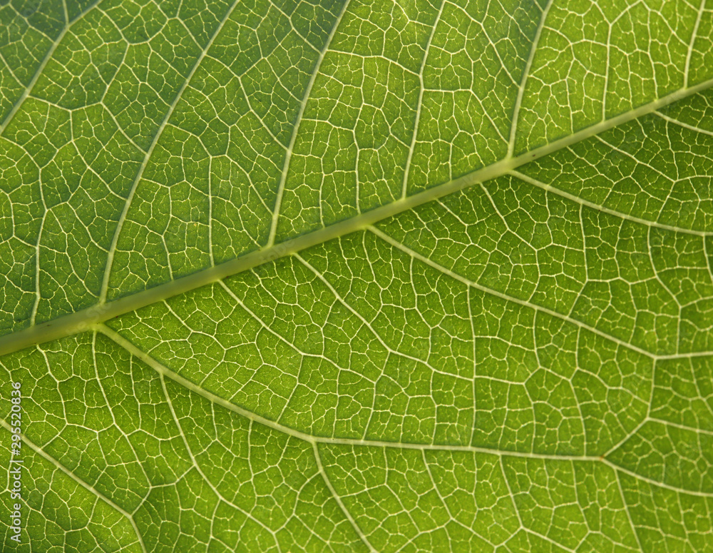 Fototapeta tekstura tło zielony liść.