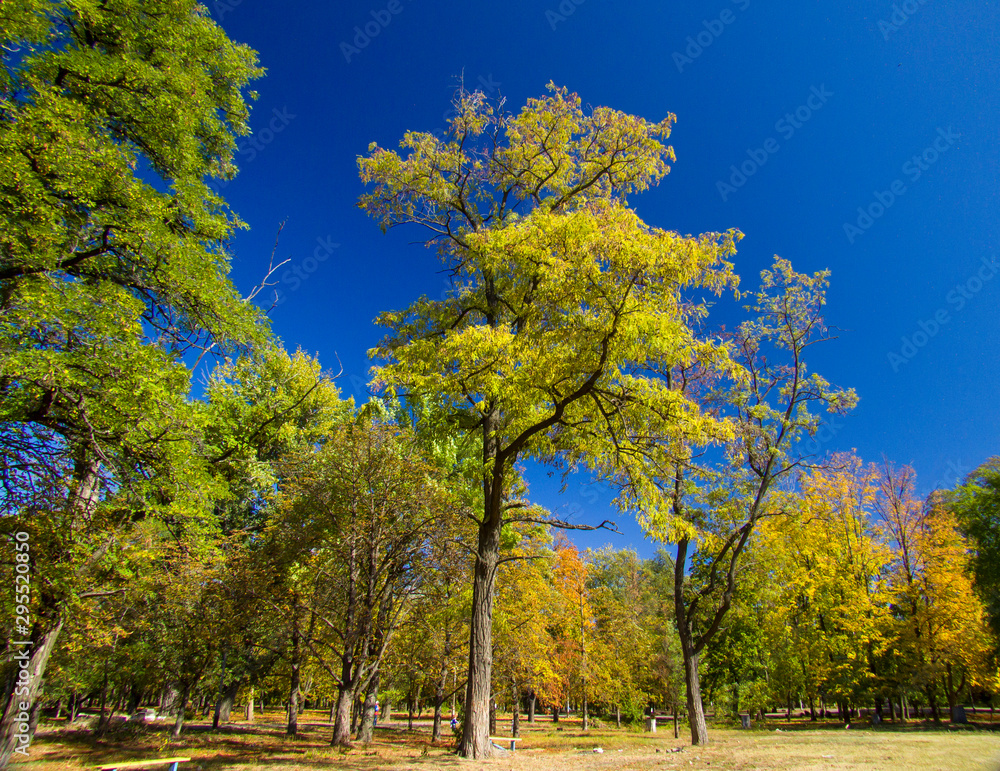 yellow acacia tree in autumn