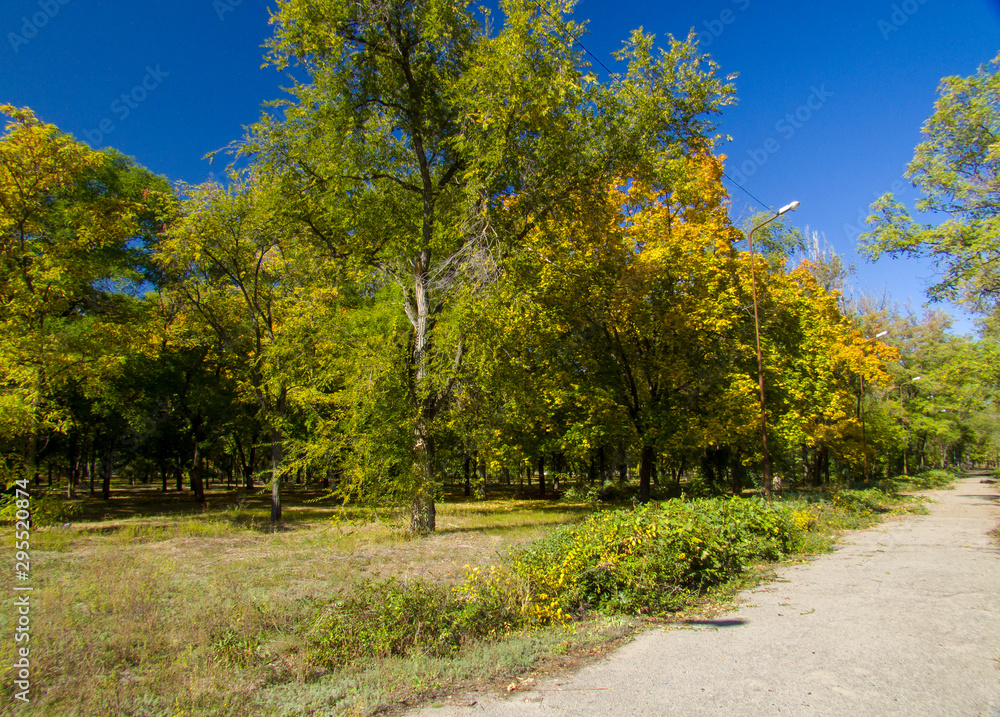 Naklejka premium autumn in the park