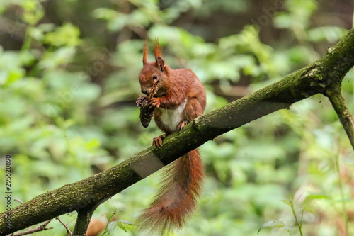 Eichhörnchen © Klaus Schulz