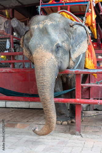 Gray Elephants are in the floating market in Ayutthaya.